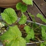 Pelargonium inodorum 葉