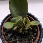 Crassula multicavaЛист