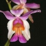 Papilionanthe teres 花