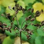 Ligusticum scothicum Fruit