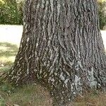 Quercus falcata Bark