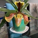 Paphiopedilum spp.Květ