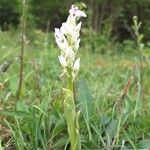 Orchis mascula Blomst