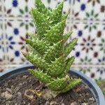 Aloe juvenna Folha