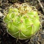Gymnocalycium baldianum Leaf