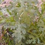 Senecio viscosus Leaf