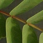 Entada leptostachya Leaf