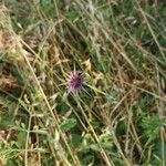 Tragopogon angustifolius 花