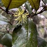 Trichocladus ellipticus 花