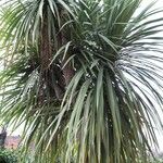 Cordyline australis Folha