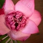 Nelumbo nucifera Flower