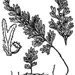 Hymenophyllum tunbrigense Other