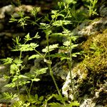 Chaerophyllum nodosum Natur