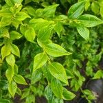 Sarcococca orientalis List