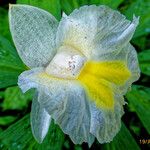 Costus afer Λουλούδι