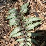 Athyrium niponicumBlatt