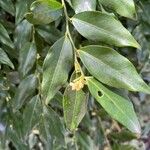 Sarcococca hookeriana Flower