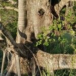 Ficus obliqua Bark