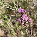 Campylanthus salsoloides Flor