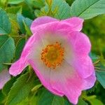 Rosa gallica 花