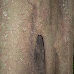 Vouacapoua americana Bark