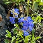 Penstemon albertinus Blüte