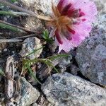 Armeria multiceps Flor
