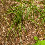 Luzula pilosa Leaf