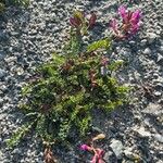 Astragalus monspessulanus Blomst
