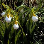 Cypripedium candidum Vekstform