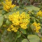 Berberis repensFlower