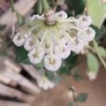 Hoya lacunosa Цвят