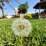 Taraxacum campylodes Плід