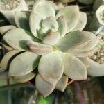 Pachyphytum bracteosum পাতা