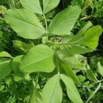 Vicia johannis Blatt