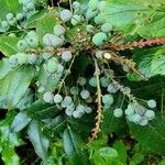 Mahonia aquifolium Frukt