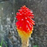 Kniphofia linearifolia Kvet