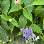 Hydrangea involucrata Blomma