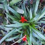 Guzmania lingulata পাতা