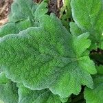 Salvia azurea Leaf