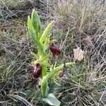 Ophrys arachnitiformis മറ്റ്