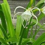 Hymenocallis liriosme Hoja