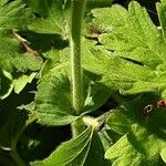 Alchemilla mollis Kéreg