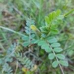 Vicia hybridaKvět