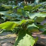 Calathea lutea Folio