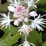 Tiarella cordifolia Kwiat