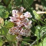 Orobanche crenata Flower