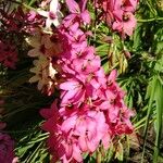 Ixia maculata Flower