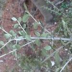 Cotoneaster nummularius Leht