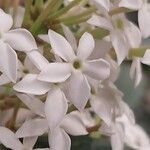 Acokanthera oppositifolia Flower